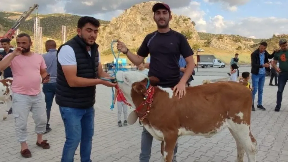 Yozgat'ta koç ve buzağı güzellik yarışması yapıldı