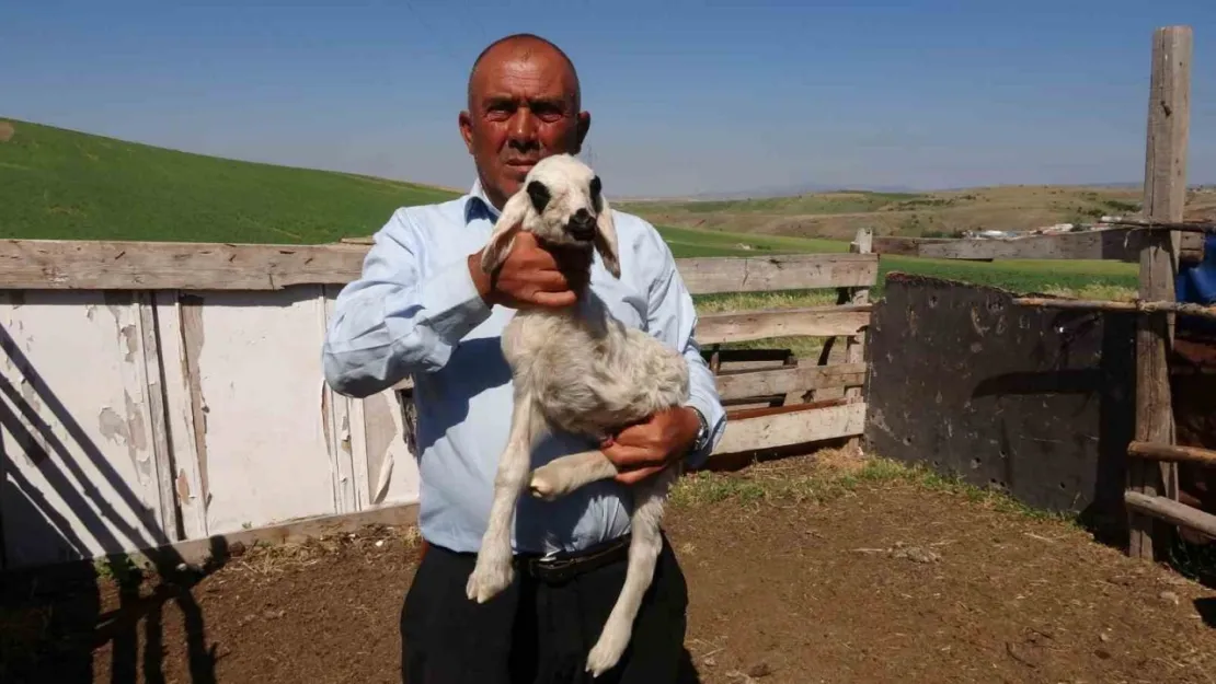 Yozgat'ta üç bacaklı kuzu hayrete düşürdü