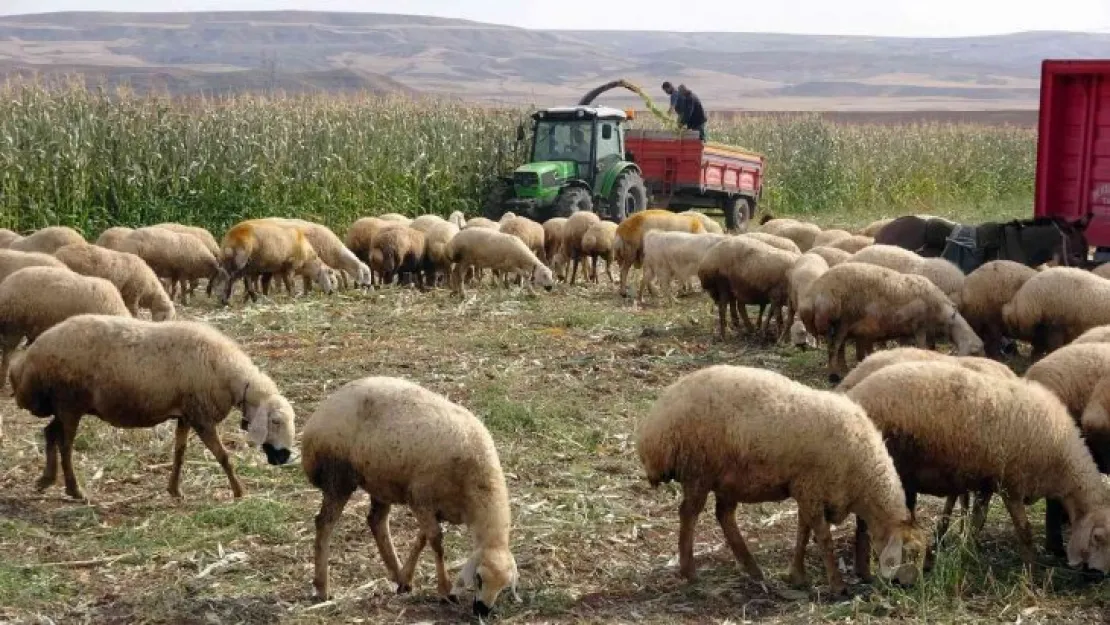 Yozgat'ta yem bitkisi üretiminin artırılması amaçlanıyor