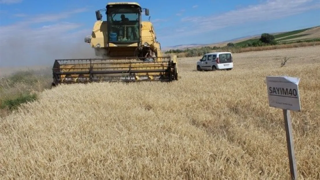 Yozgat'ta yerli çeşit arpa hasadı yapıldı