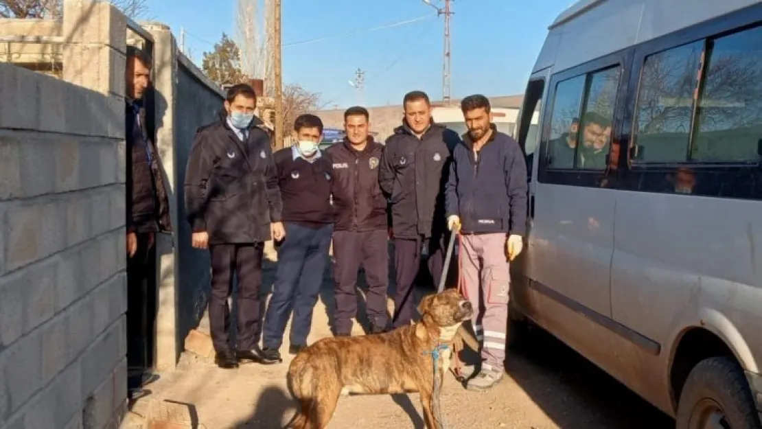 Zabıta Ekipleri Pitbull köpekleri için harekete geçti