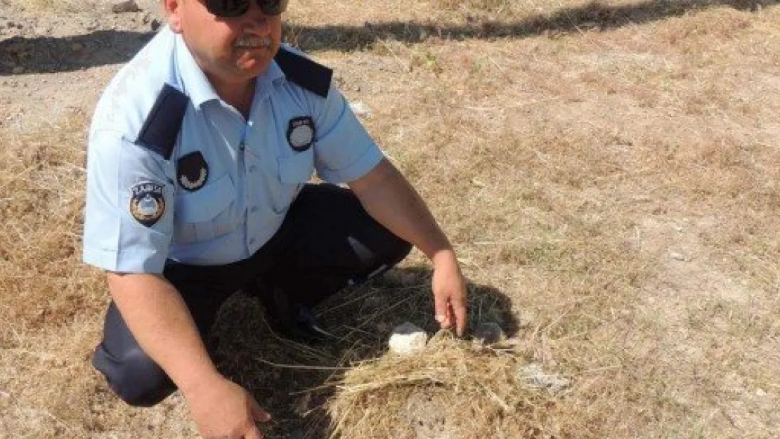 Zabıta'dan Kuş Yuvasına Koruma