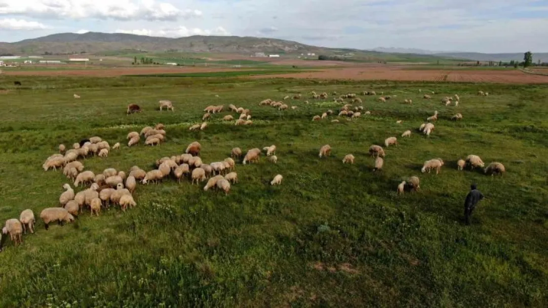 Ziraat Odası Başkanı Çetindağ: 'Kurban için yeteri kadar hayvanımız var'