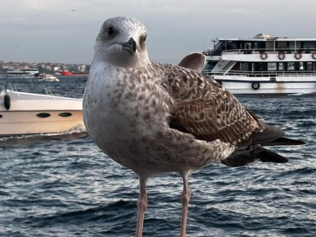 1453 İstanbul: Aşkın ve Hürrüyetin Şehri Masalı