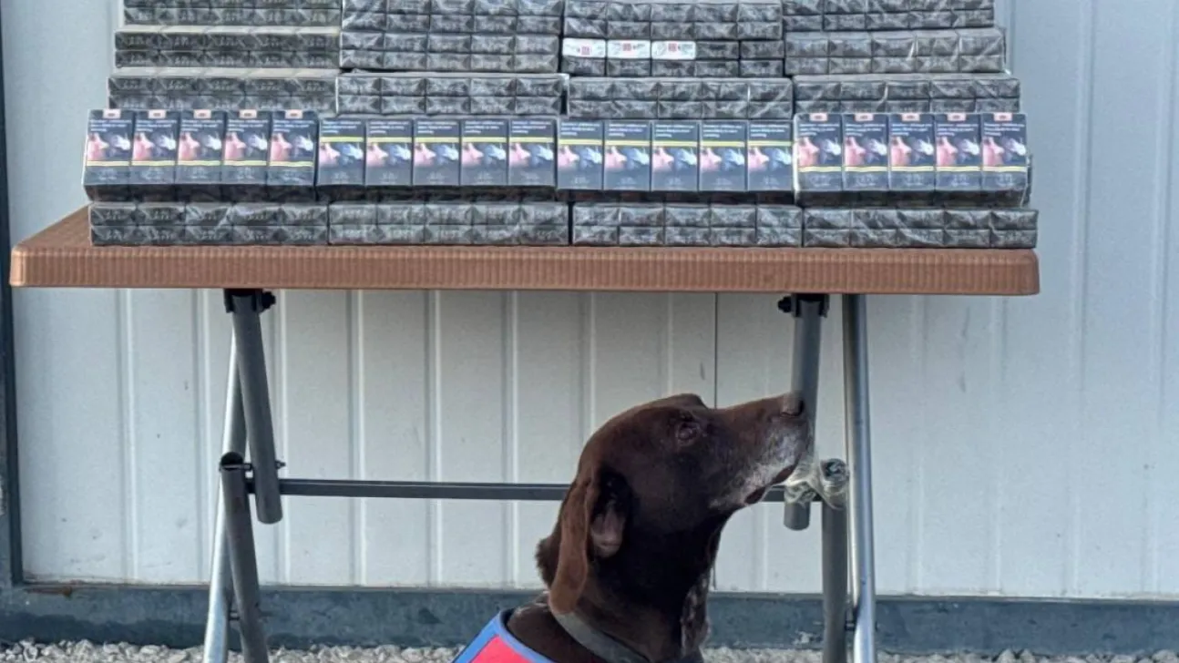 Jandarma bin 426 paket bandrolsüz sigara ele geçirdi