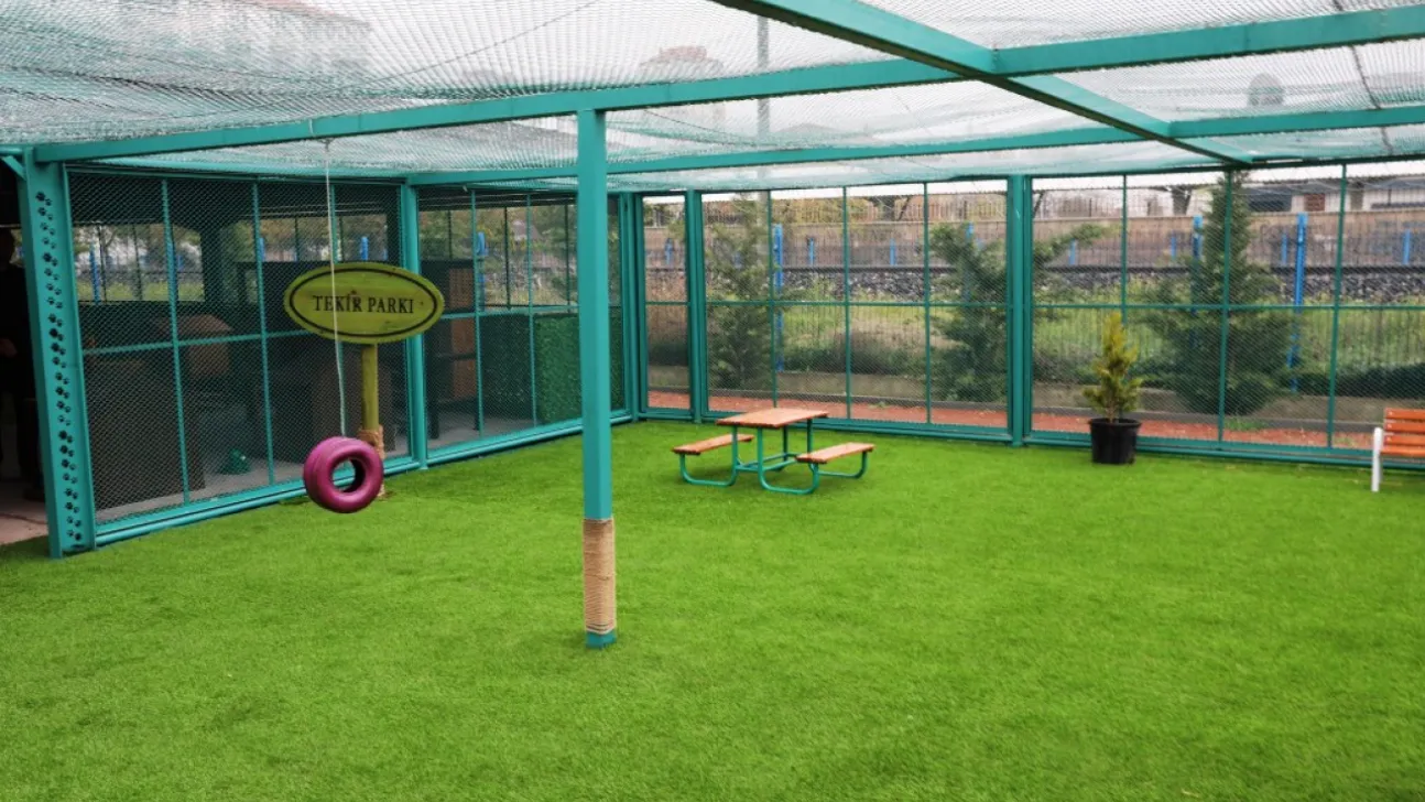 Kayseri'de sokak hayvanları için sıcak yuva: Kedi Kasabası