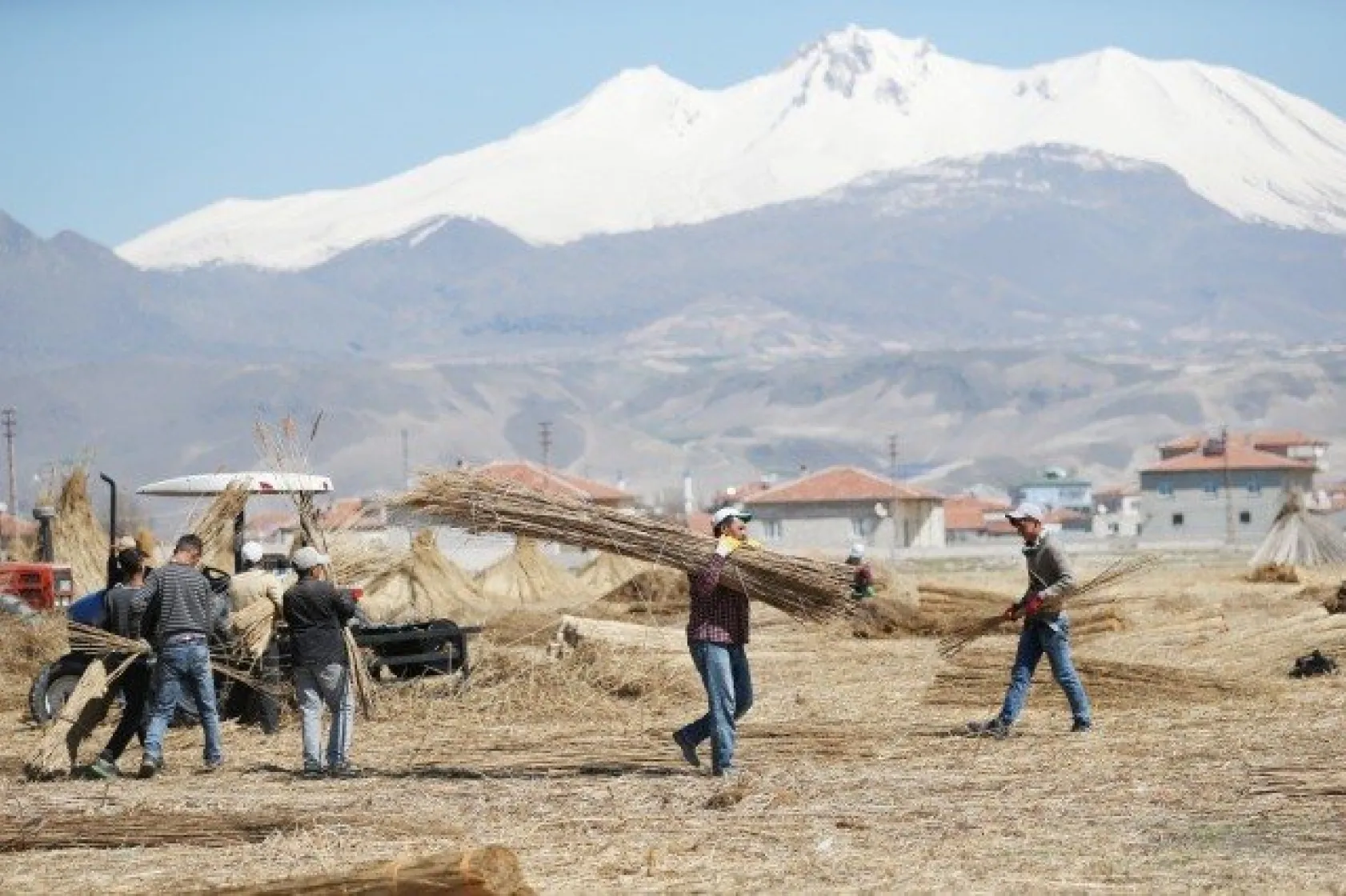 Sultansazlığı kamışları Avrupa'ya gönderiliyor
