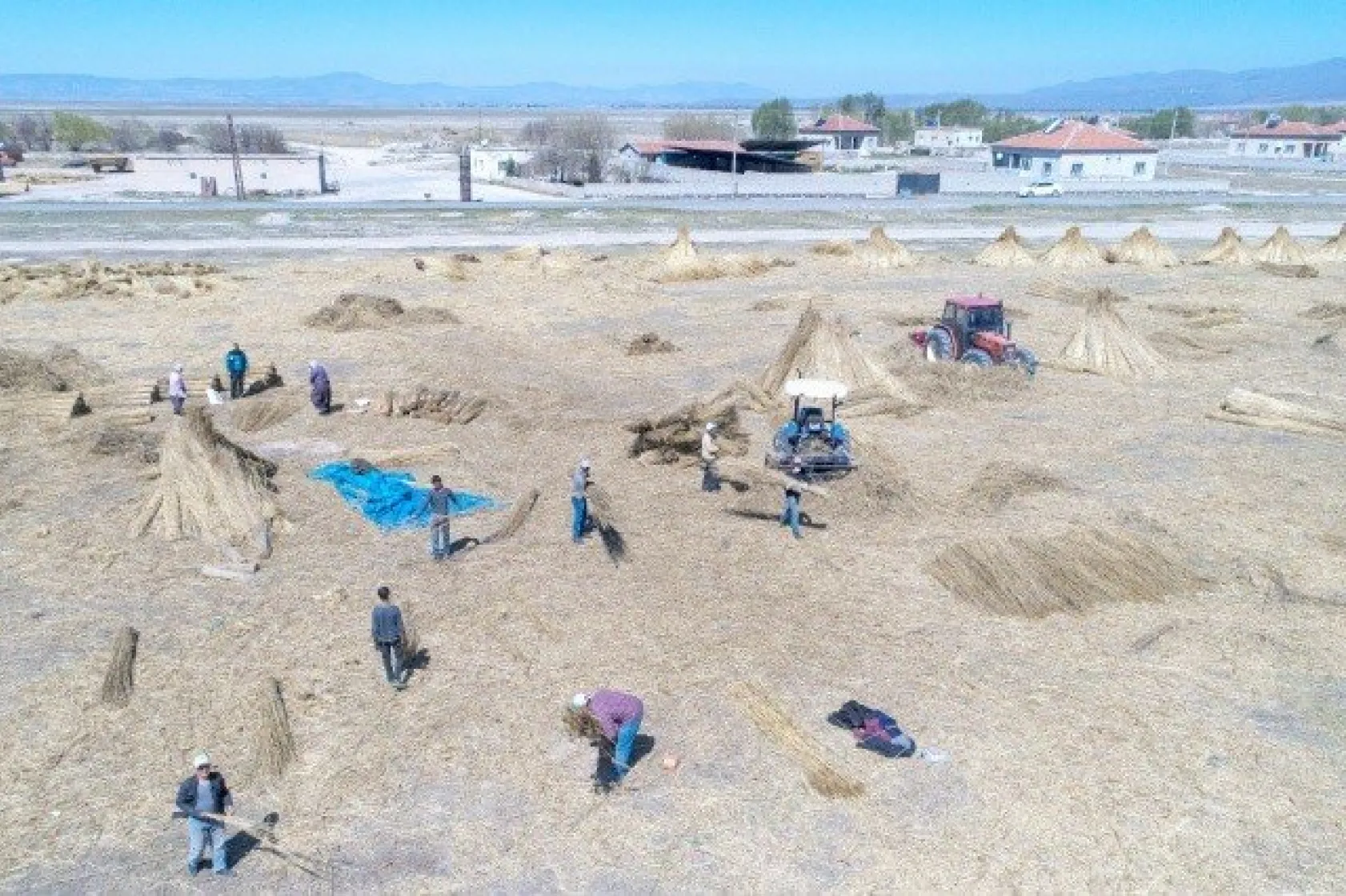 Sultansazlığı kamışları Avrupa'ya gönderiliyor