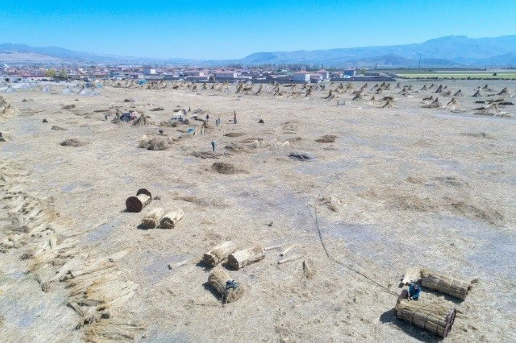 Sultansazlığı kamışları Avrupa'ya gönderiliyor
