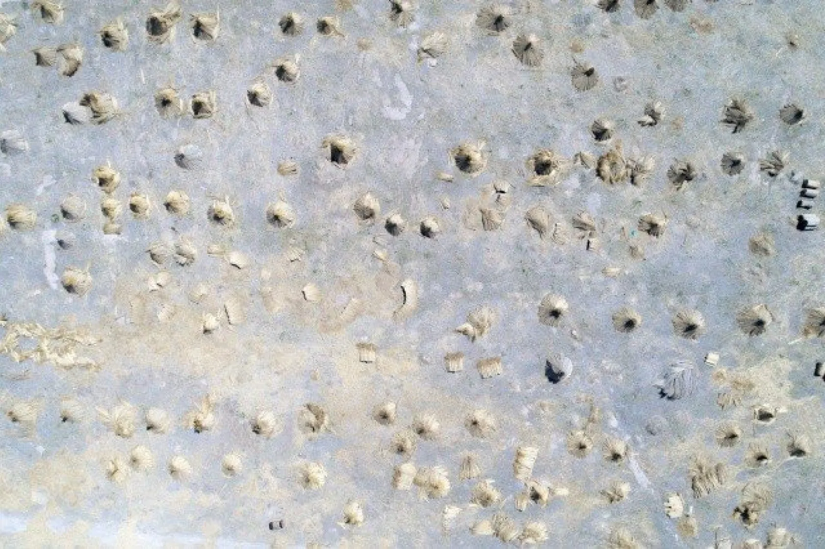 Sultansazlığı kamışları Avrupa'ya gönderiliyor