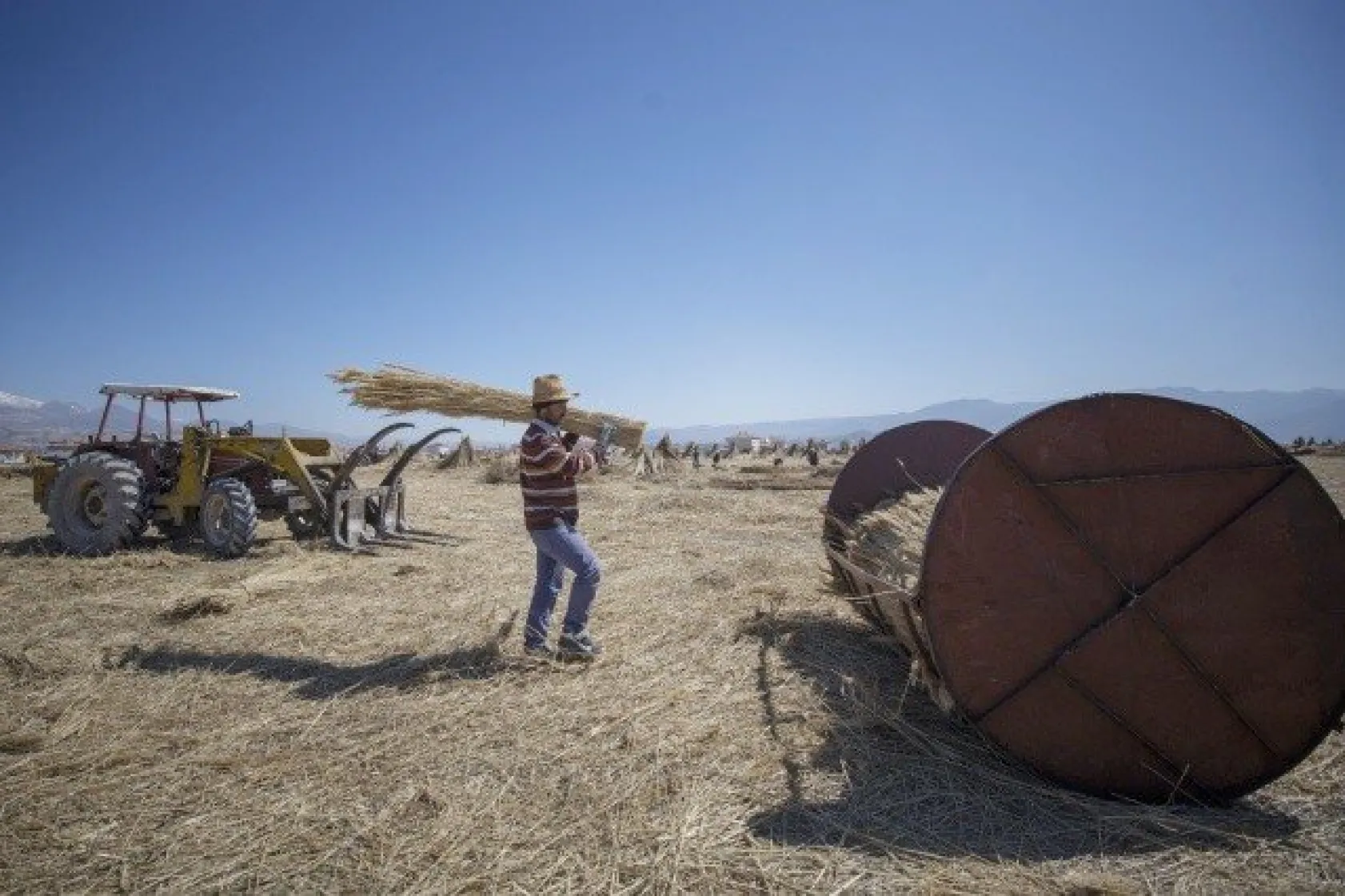Sultansazlığı kamışları Avrupa'ya gönderiliyor