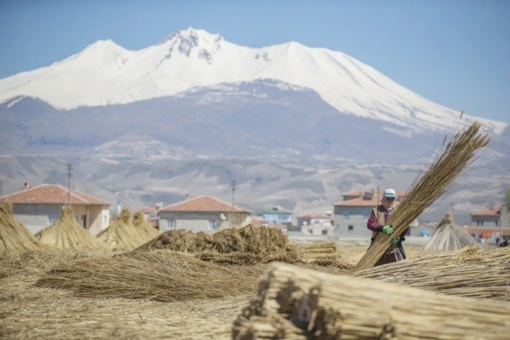 Sultansazlığı kamışları Avrupa'ya gönderiliyor