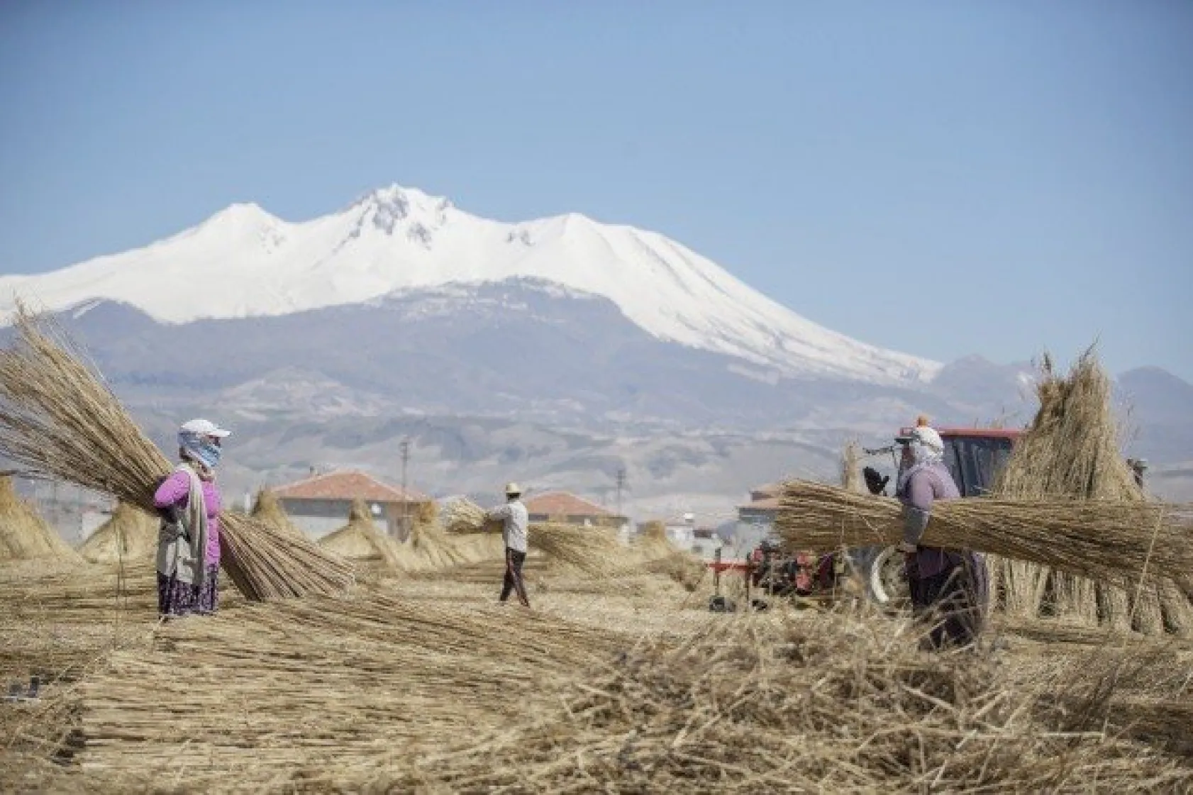 Sultansazlığı kamışları Avrupa'ya gönderiliyor
