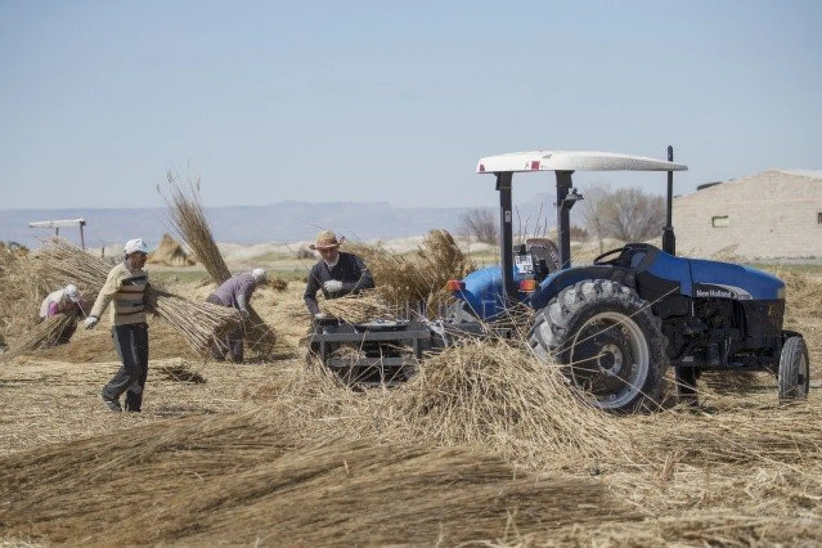Sultansazlığı kamışları Avrupa'ya gönderiliyor