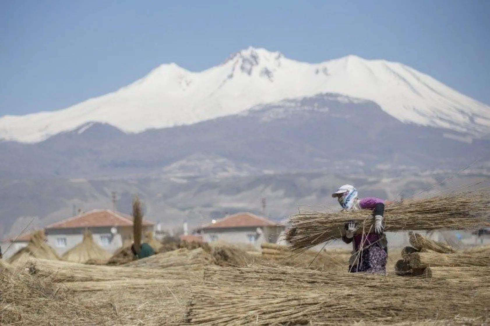 Sultansazlığı kamışları Avrupa'ya gönderiliyor