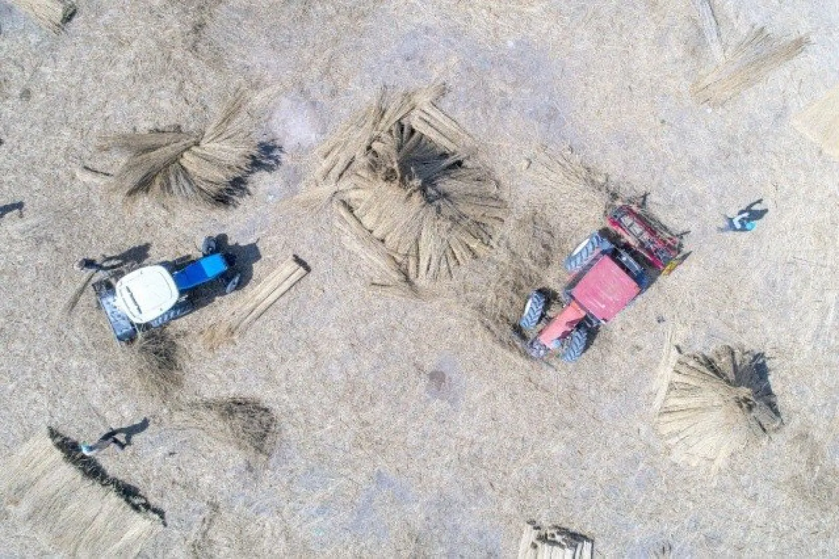 Sultansazlığı kamışları Avrupa'ya gönderiliyor