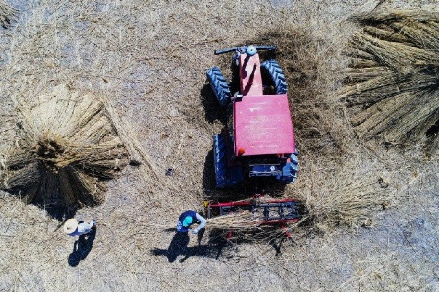 Sultansazlığı kamışları Avrupa'ya gönderiliyor