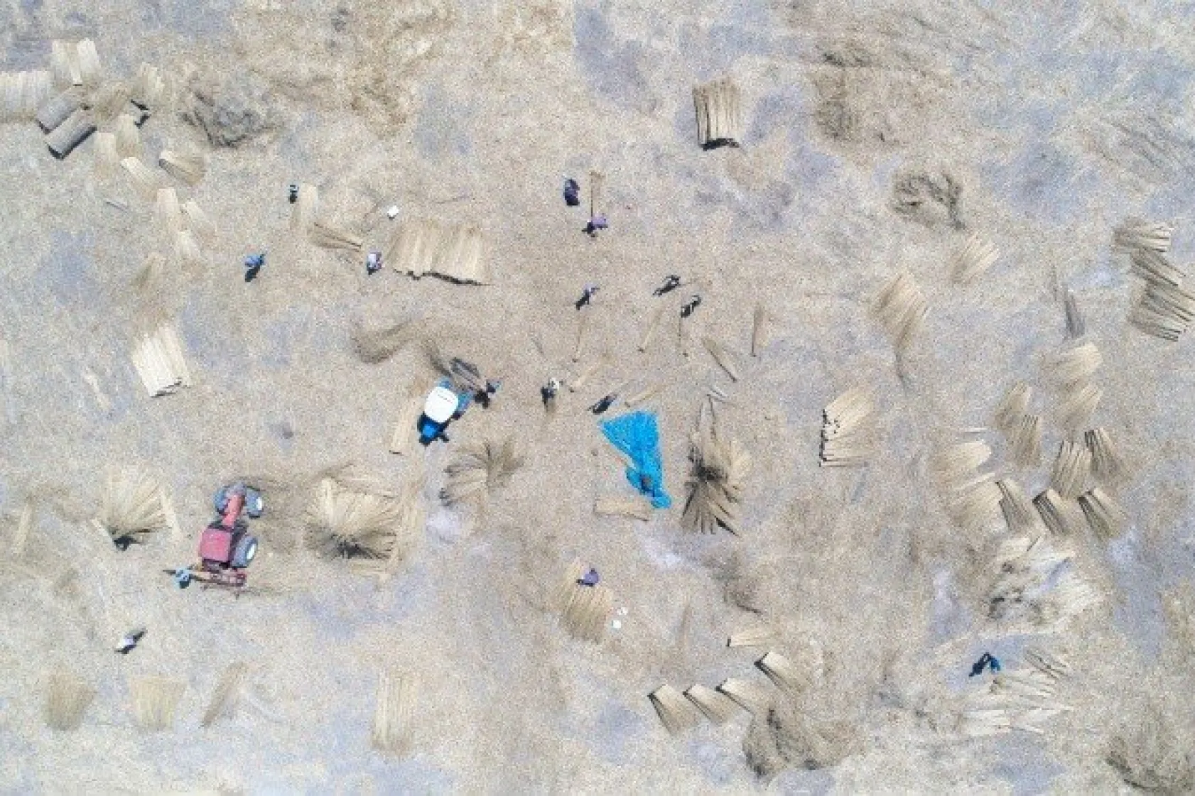 Sultansazlığı kamışları Avrupa'ya gönderiliyor