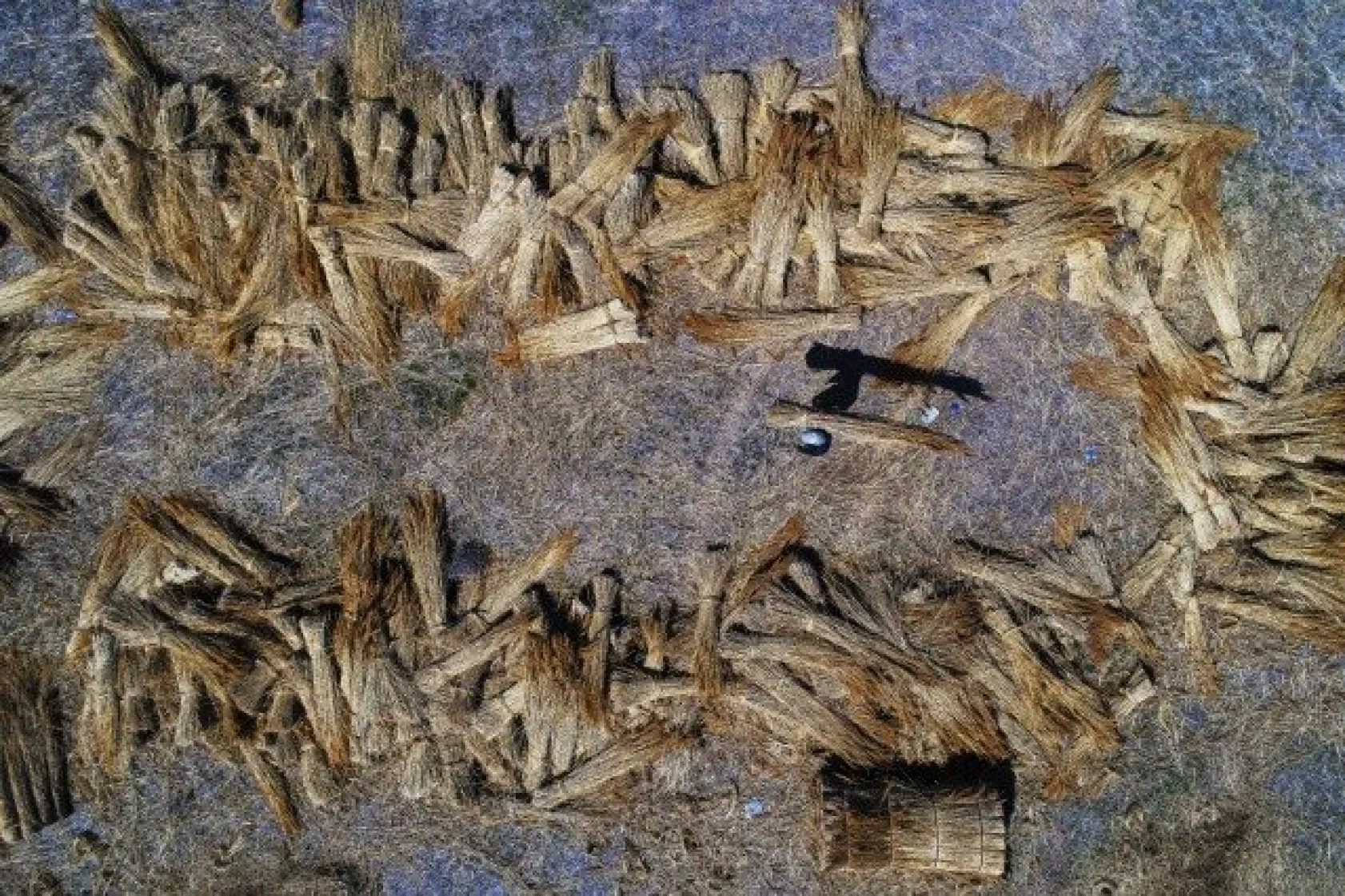 Sultansazlığı kamışları Avrupa'ya gönderiliyor