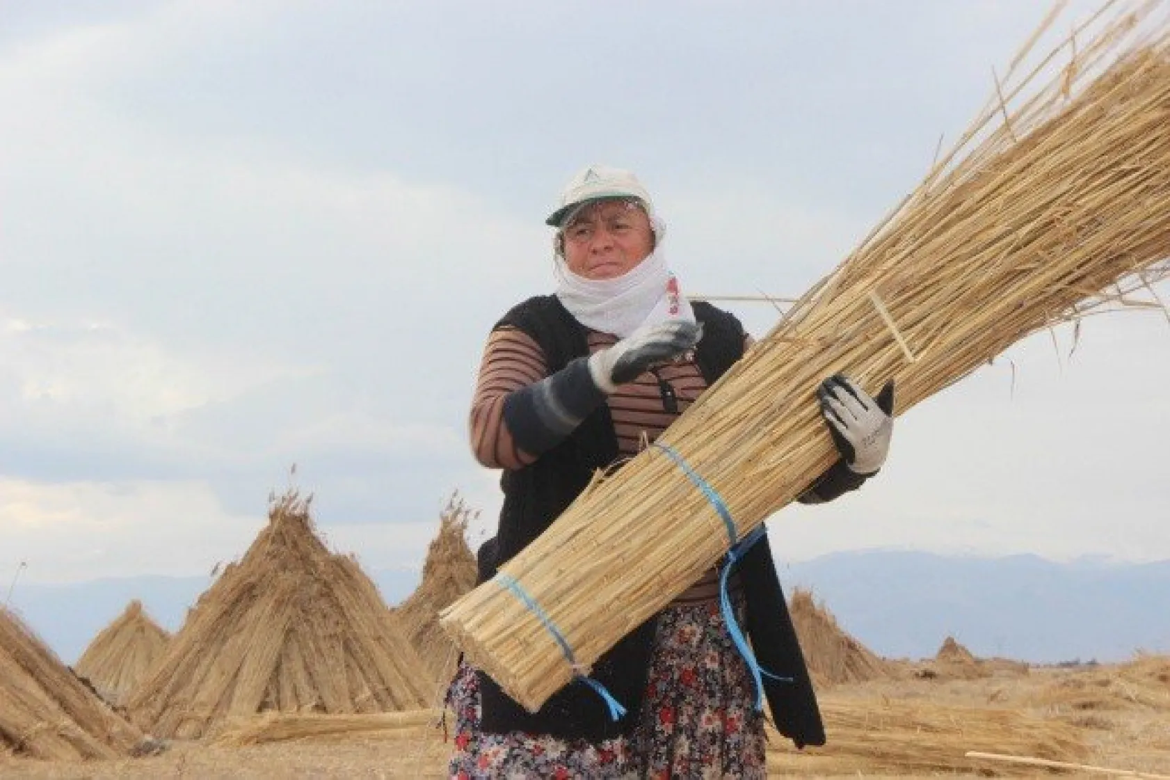 Sultan Sazlığı'ndaki Kamış Hasadına Kuraklık Darbesi