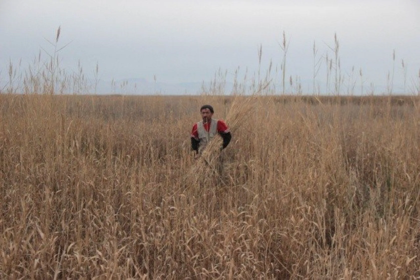 Sultan Sazlığı'ndaki Kamış Hasadına Kuraklık Darbesi