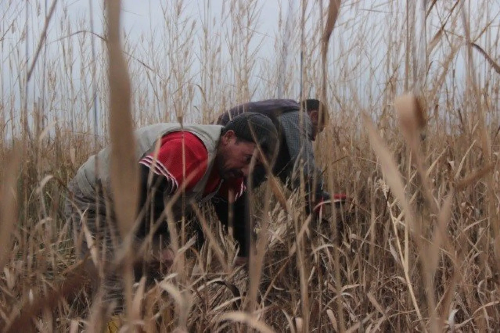 Sultan Sazlığı'ndaki Kamış Hasadına Kuraklık Darbesi