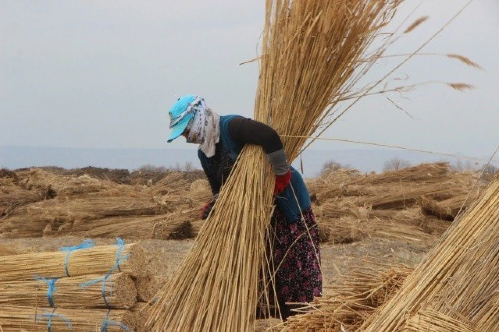 Sultan Sazlığı'ndaki Kamış Hasadına Kuraklık Darbesi