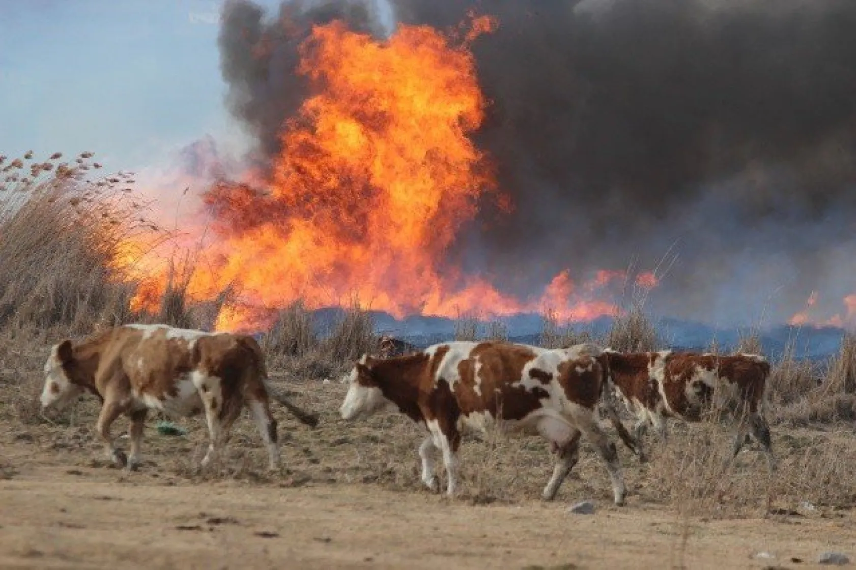 Domuzdan korktular, direklere çıktılar