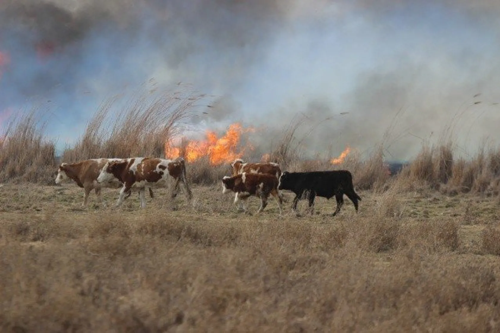 Domuzdan korktular, direklere çıktılar
