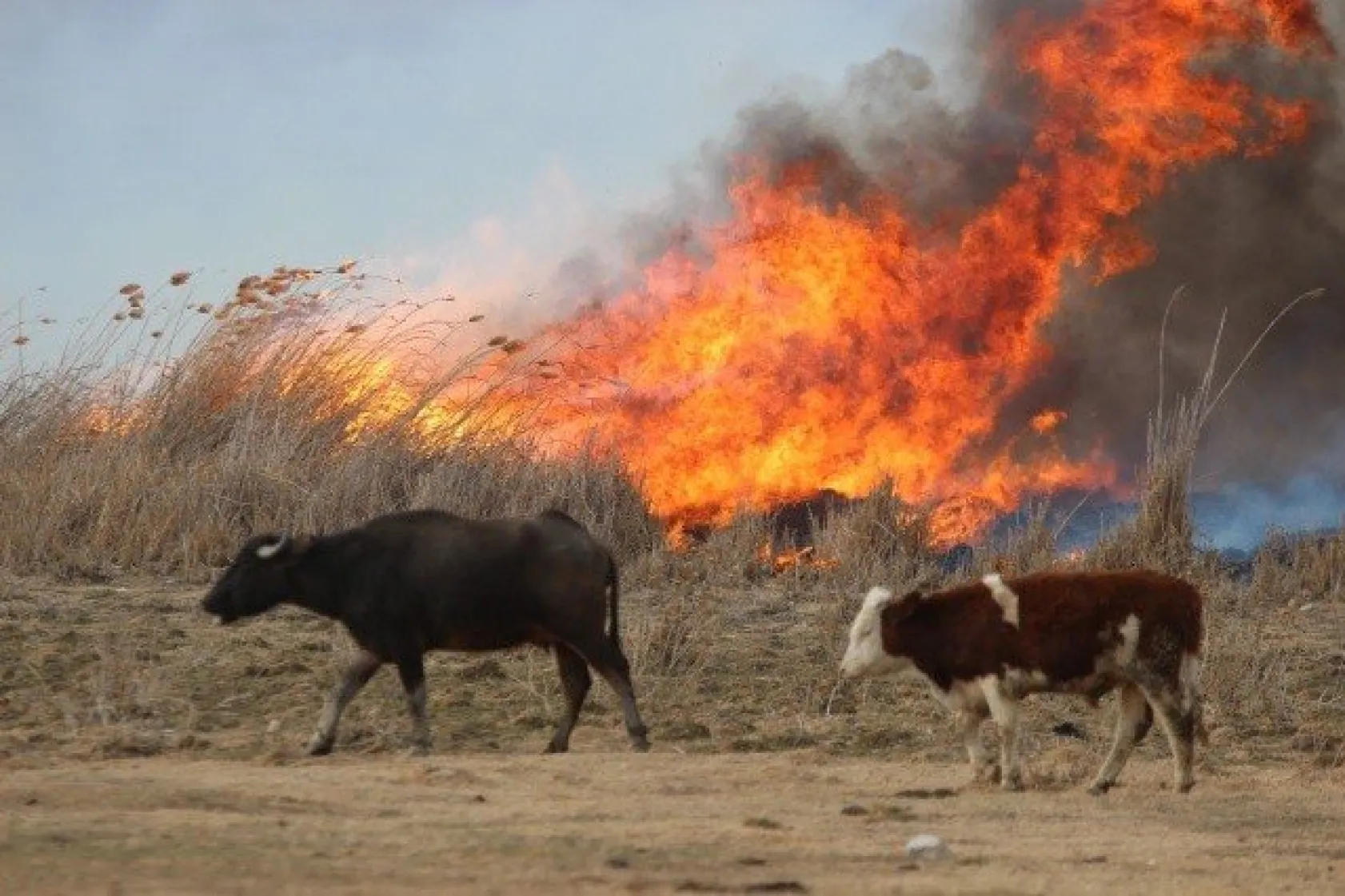 Domuzdan korktular, direklere çıktılar