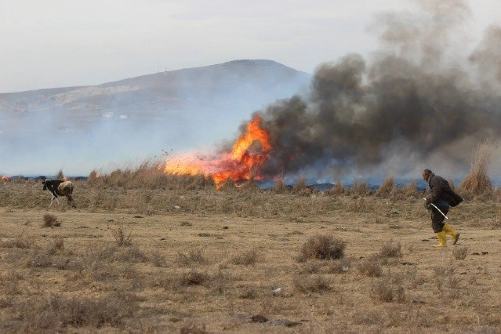 Domuzdan korktular, direklere çıktılar