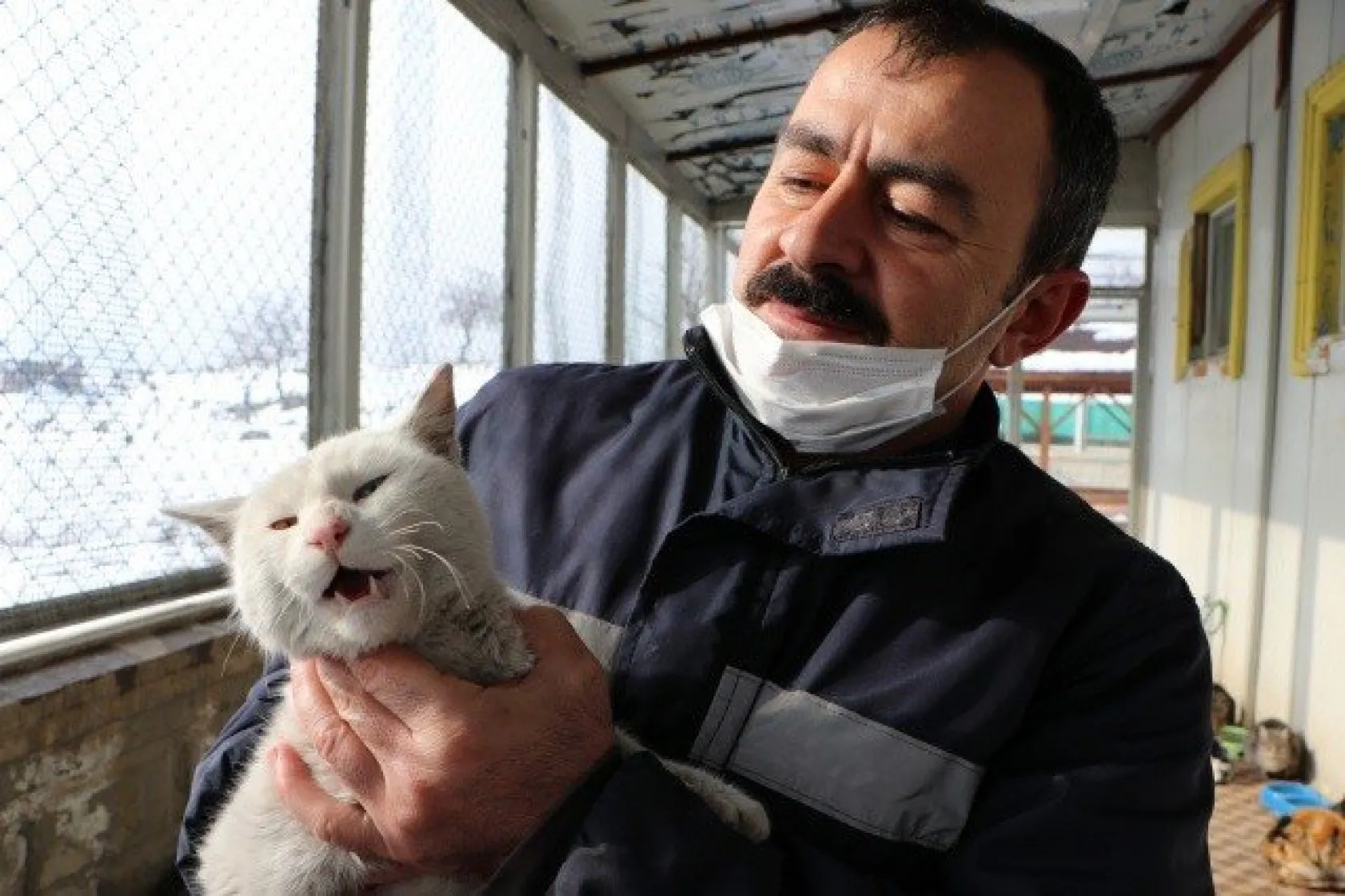Sokak kedilerine 5 yıldızlı otel konforunda bakım