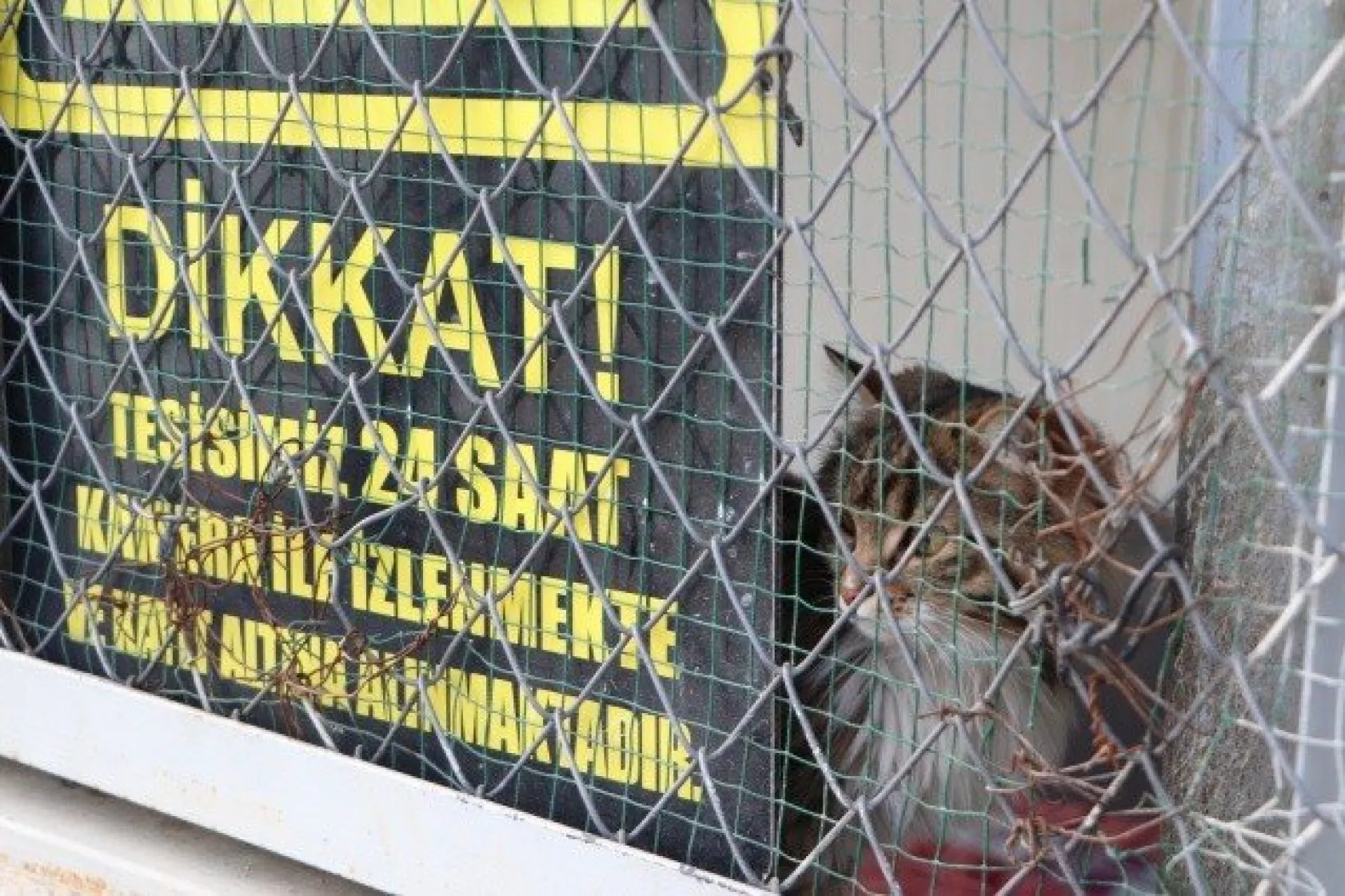 Sokak kedilerine 5 yıldızlı otel konforunda bakım