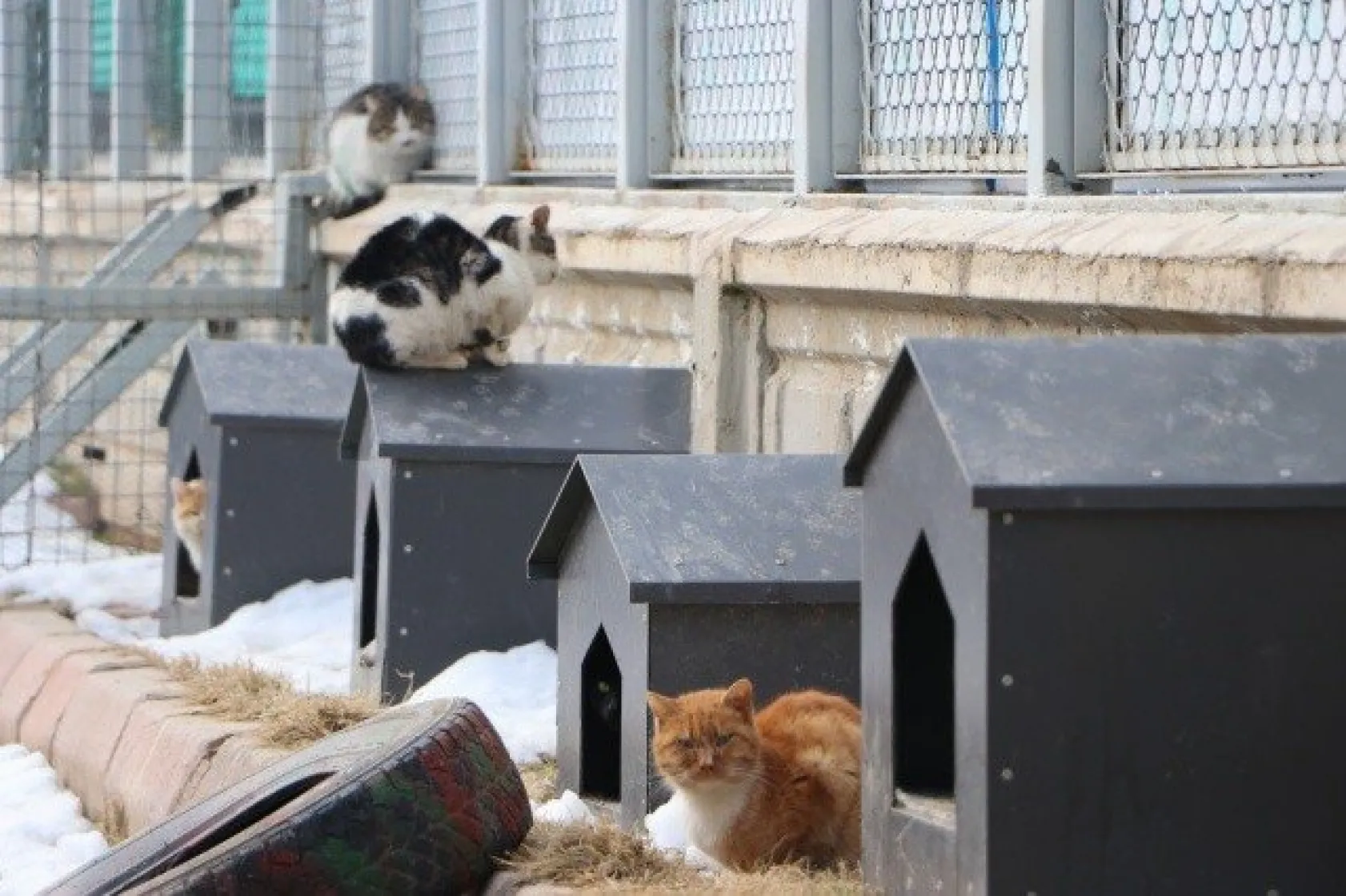 Sokak kedilerine 5 yıldızlı otel konforunda bakım