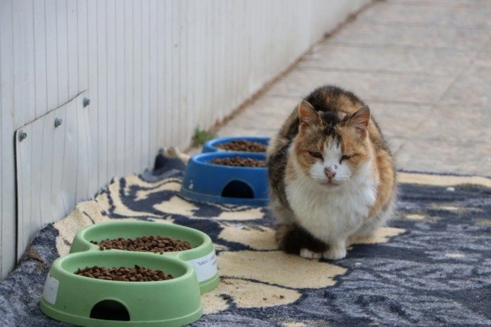 Sokak kedilerine 5 yıldızlı otel konforunda bakım