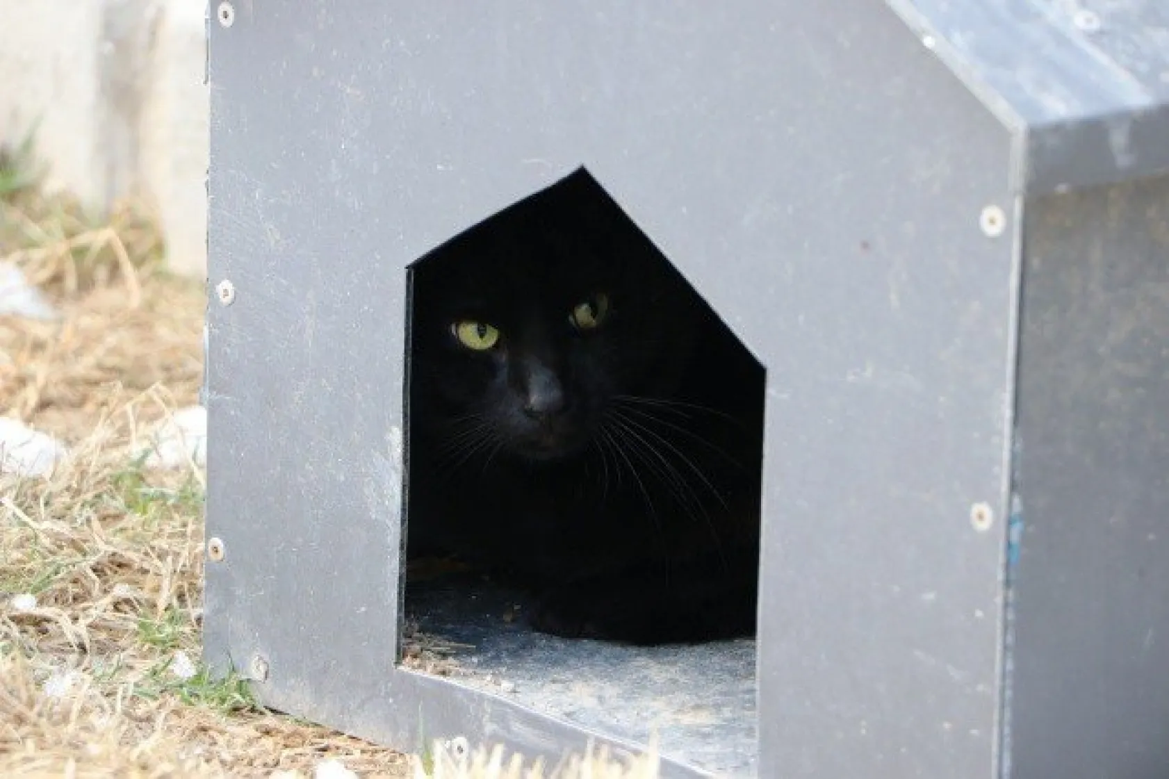 Sokak kedilerine 5 yıldızlı otel konforunda bakım