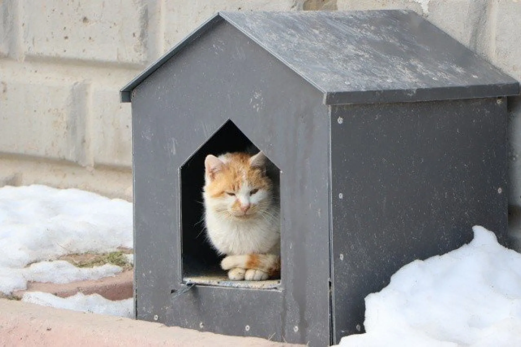 Sokak kedilerine 5 yıldızlı otel konforunda bakım