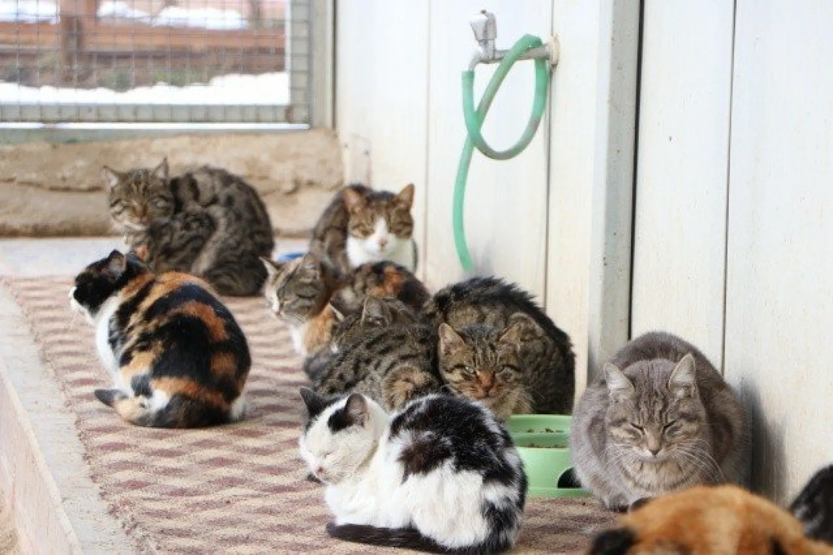 Sokak kedilerine 5 yıldızlı otel konforunda bakım
