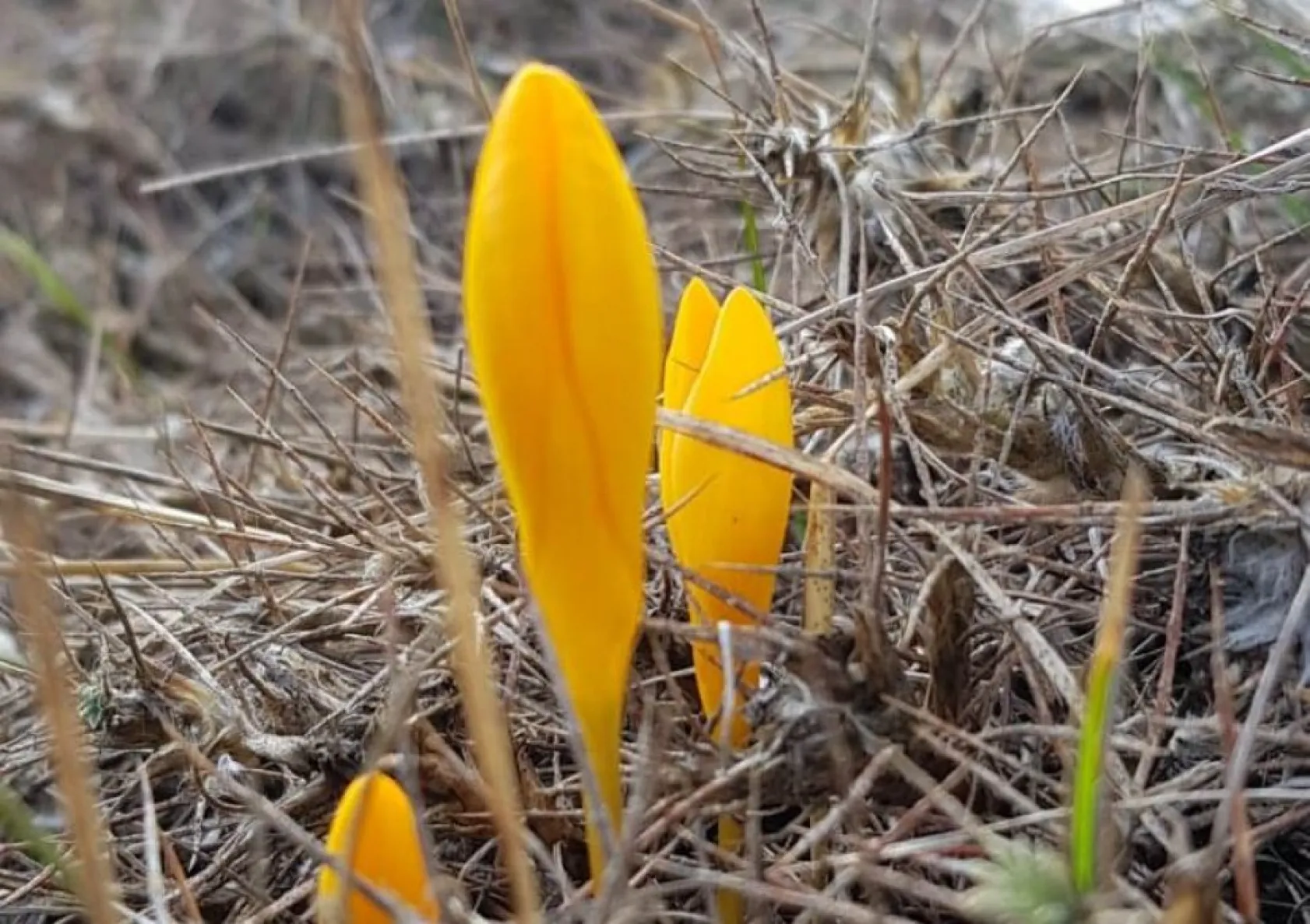 Erciyes'in Lifos eteklerinden muhteşem çiğdemler