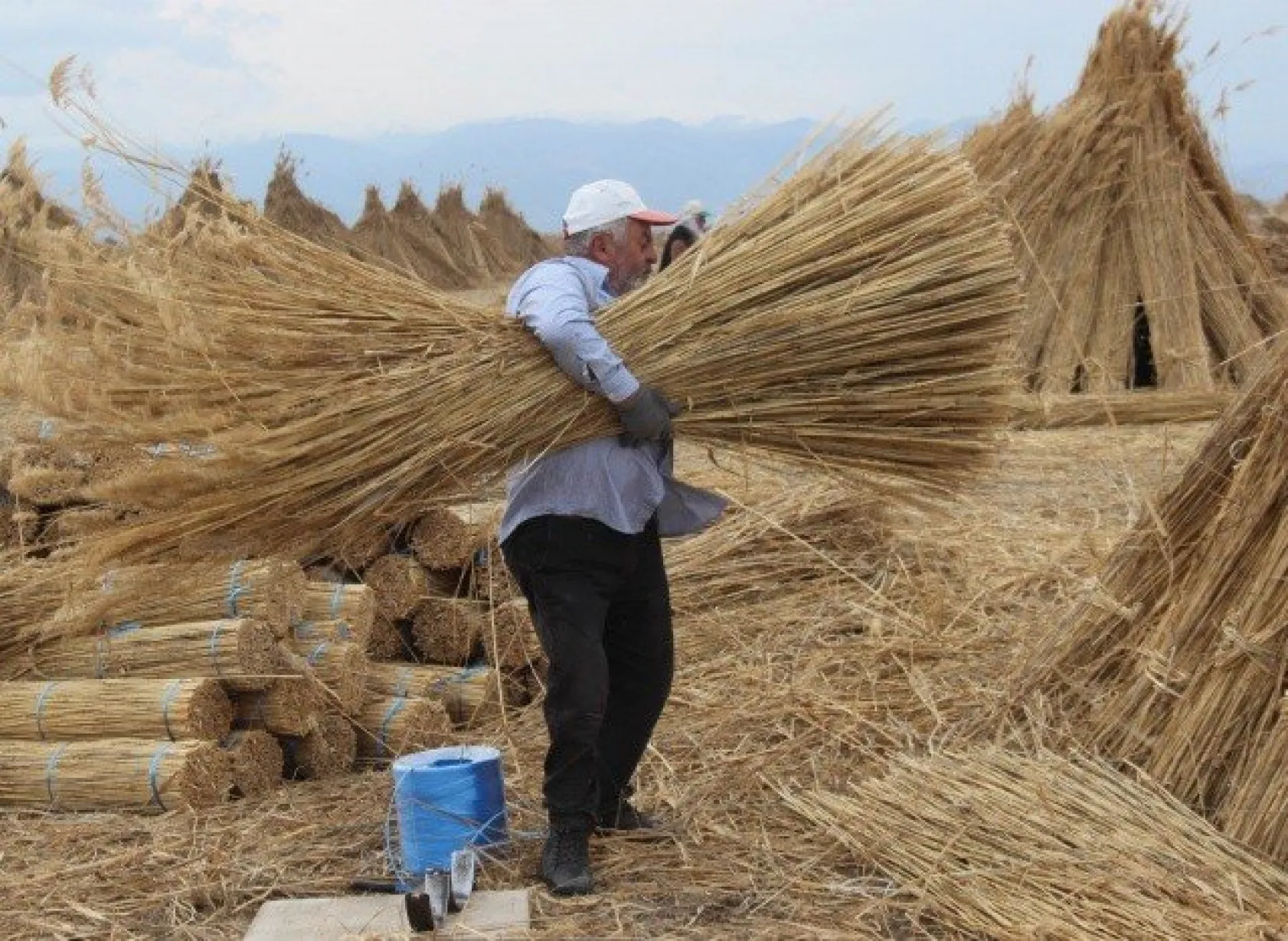 Sultan Sazlığı'ndaki Kamış Hasadına Kuraklık Darbesi