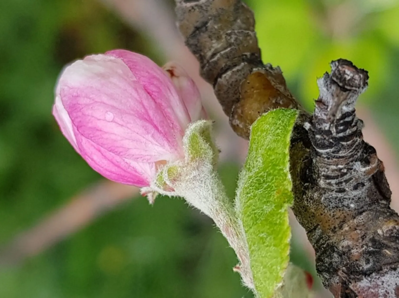 Baharın güzellikleri