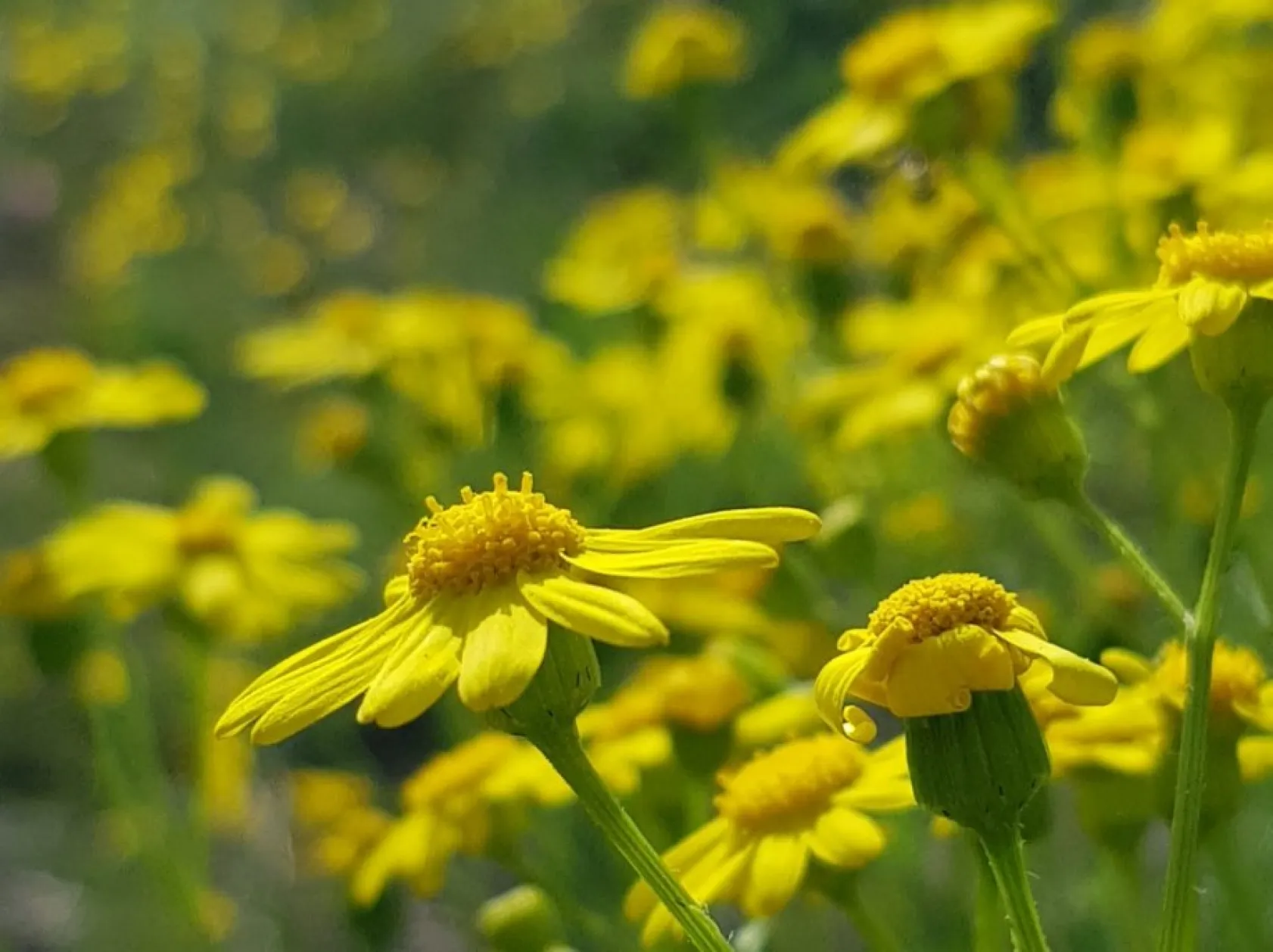 Baharın güzellikleri