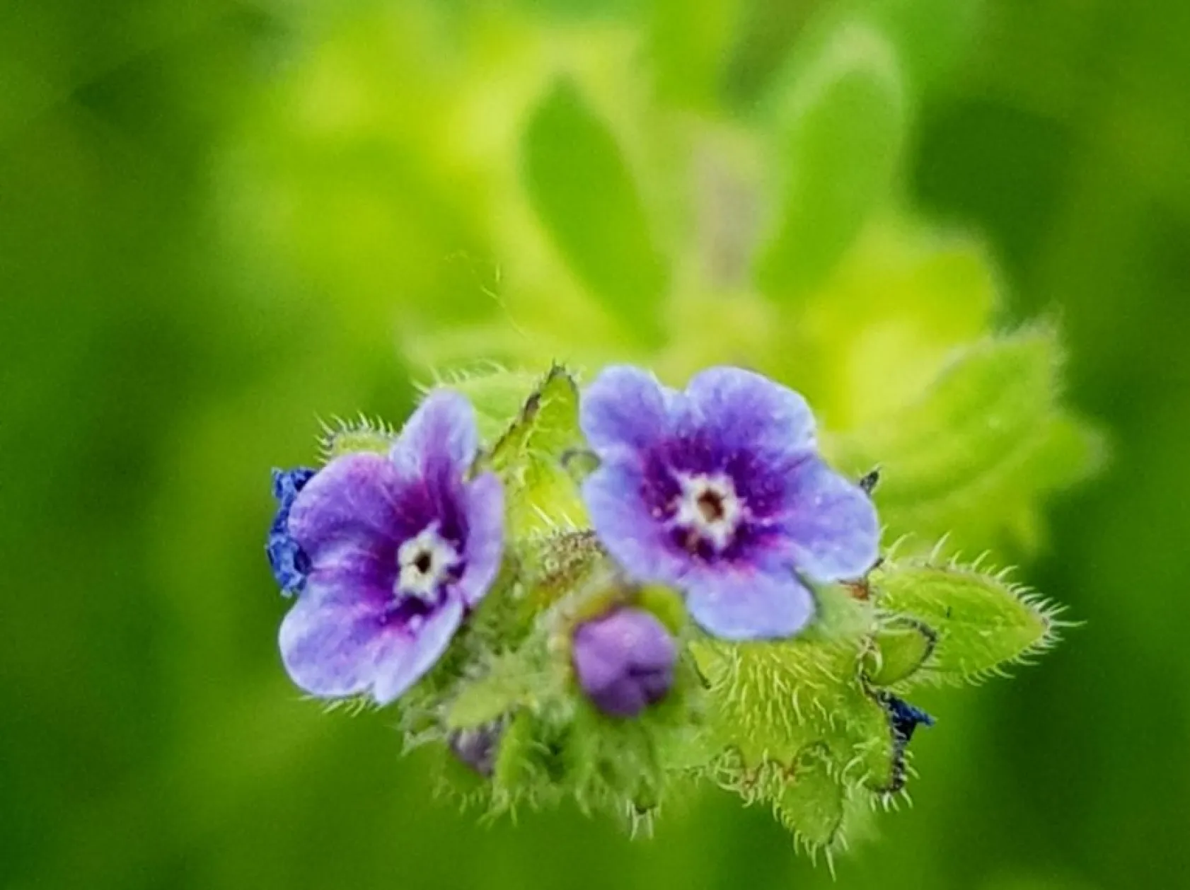 Baharın güzellikleri