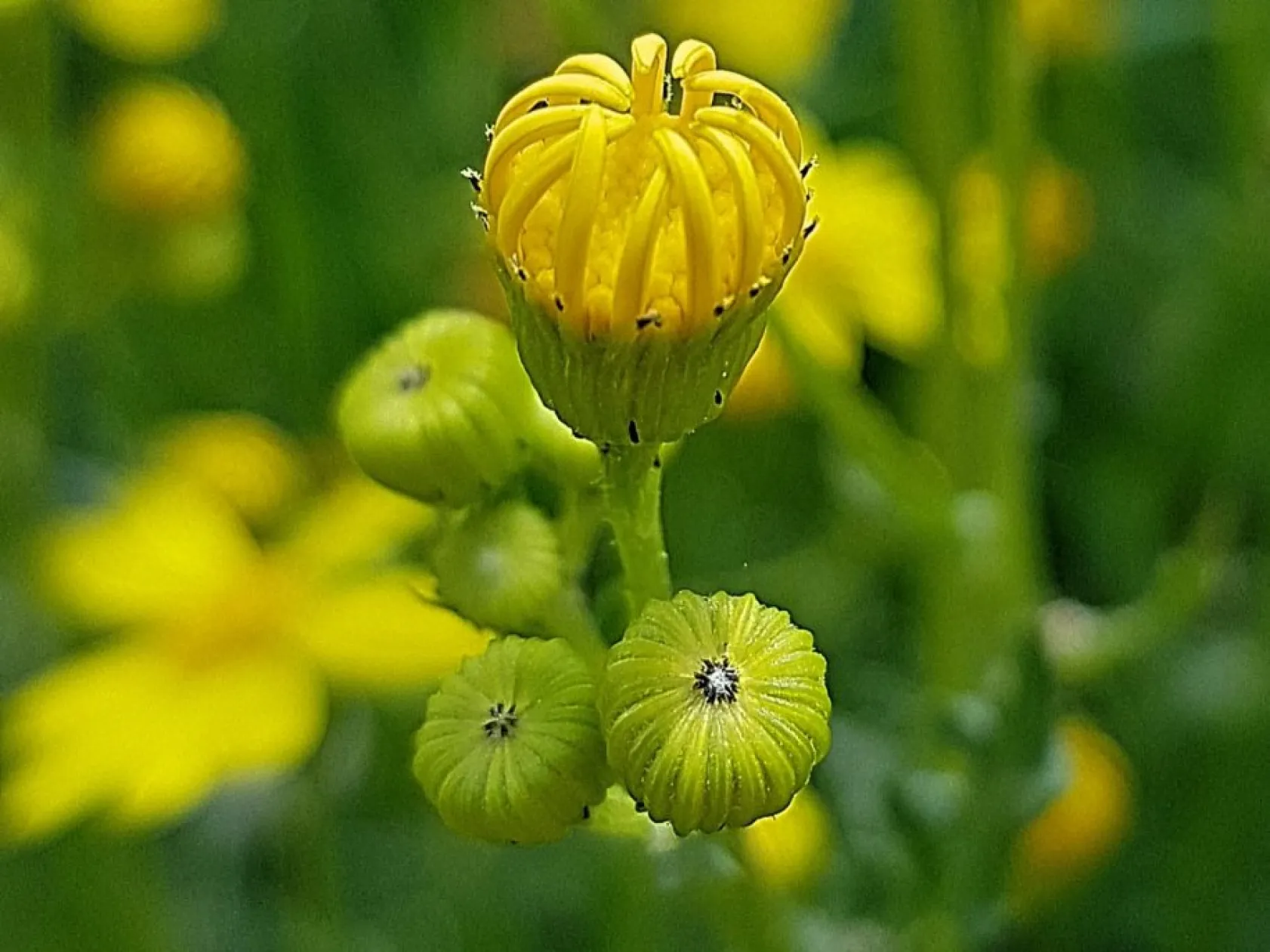 Baharın güzellikleri