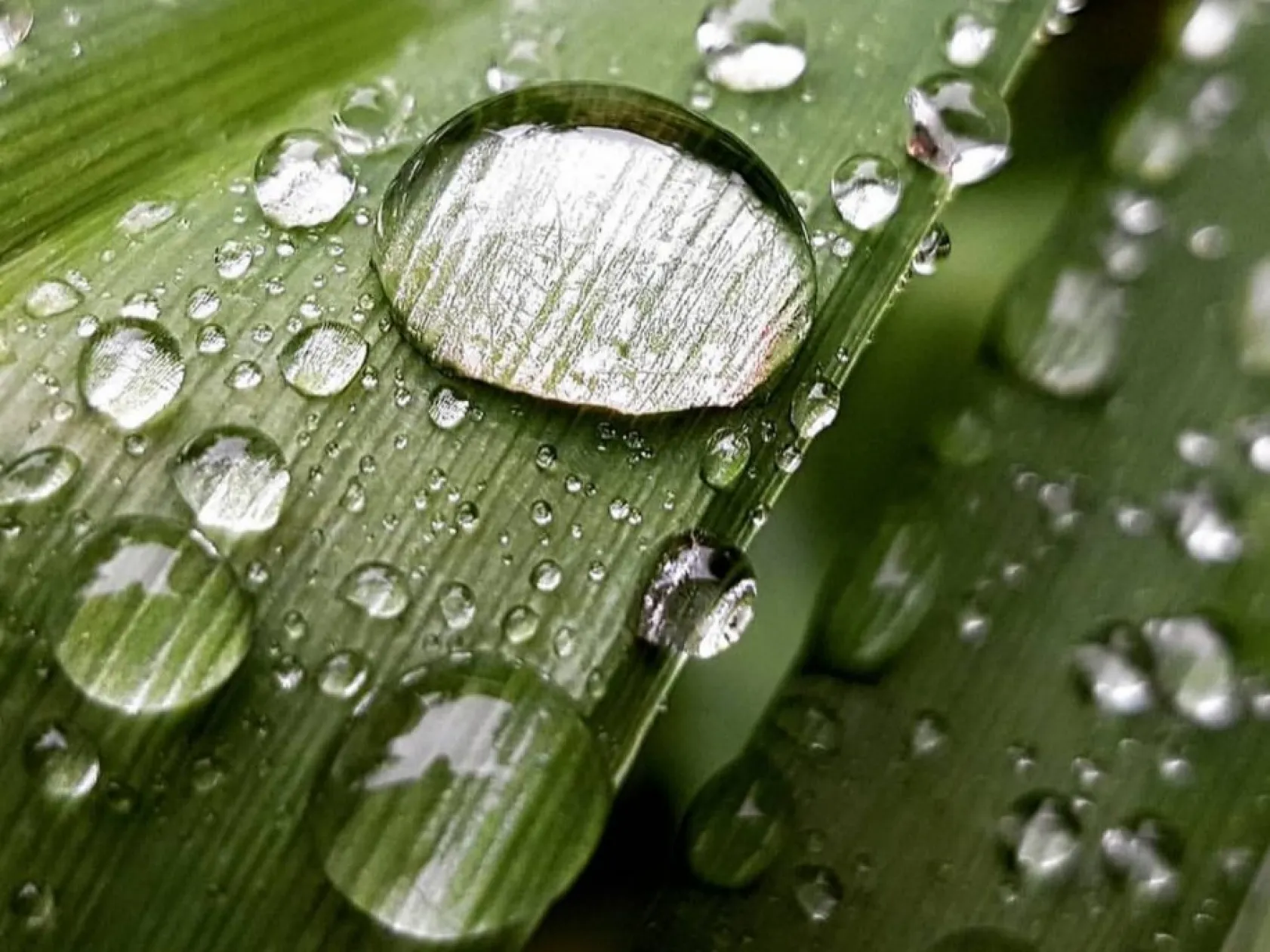 Erciyes'in florasından baharın güzellikleri