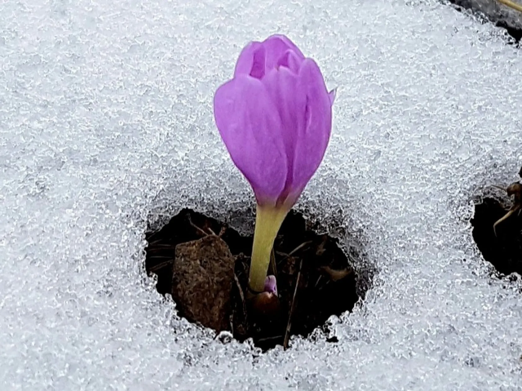 Erciyes'in florasından baharın güzellikleri