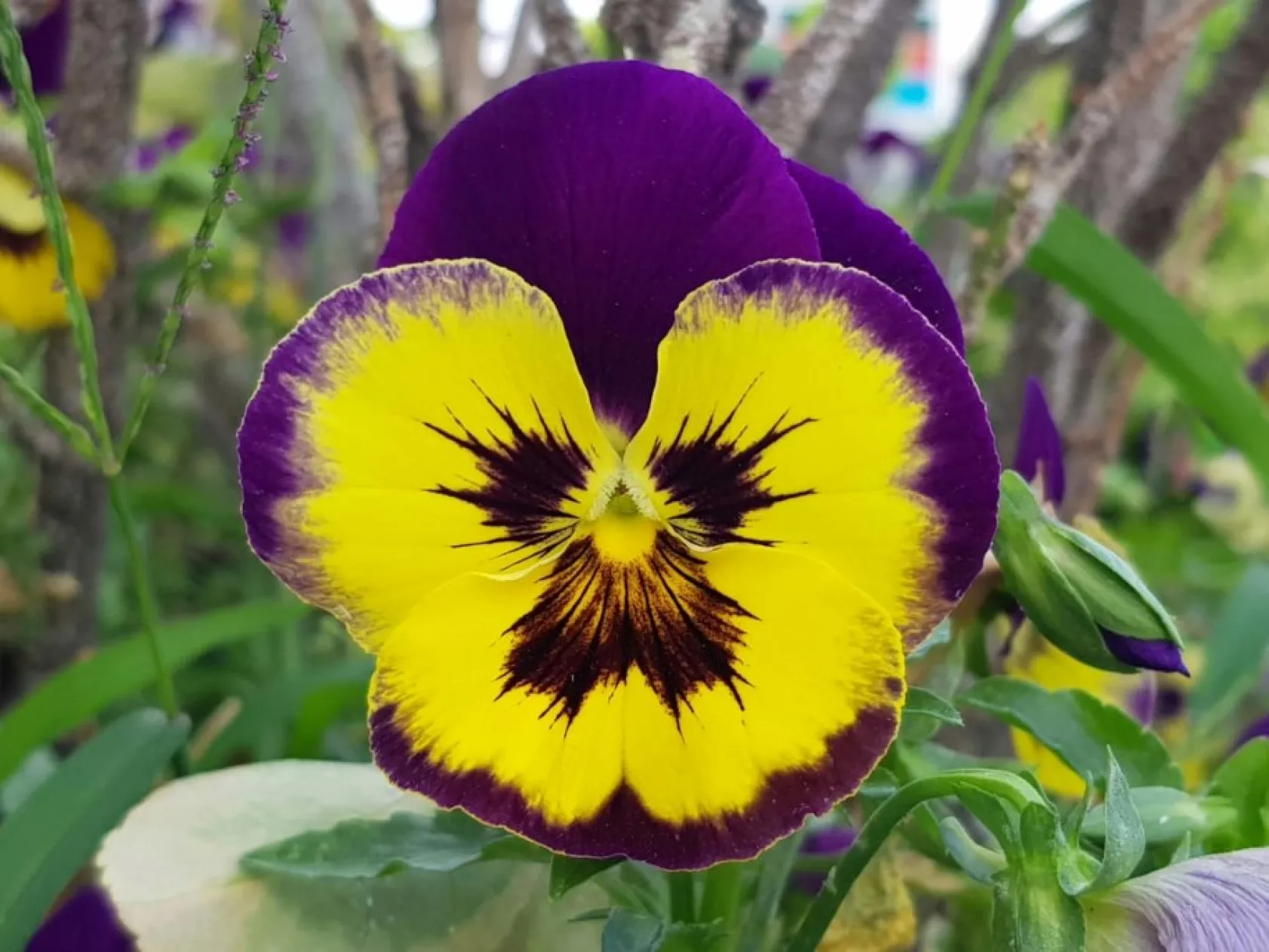 Baharın güzellikleri