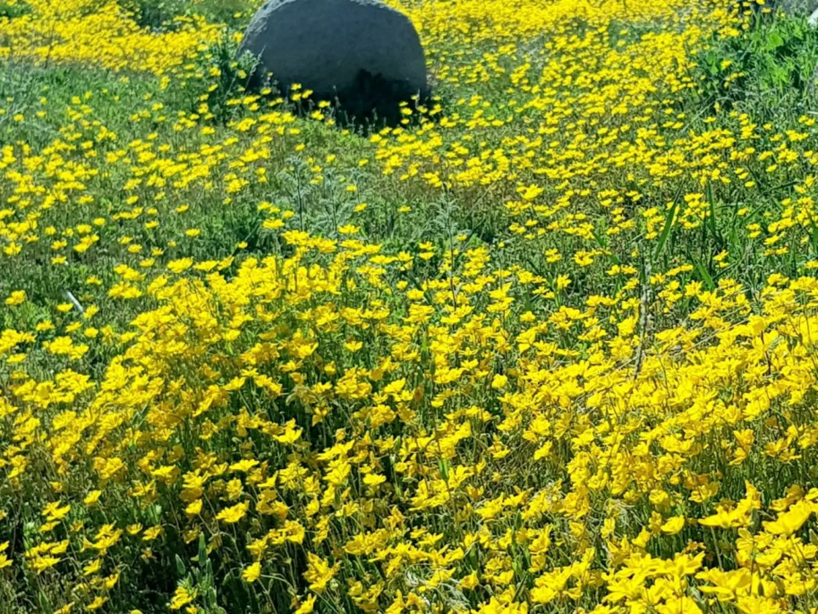 Baharın güzellikleri