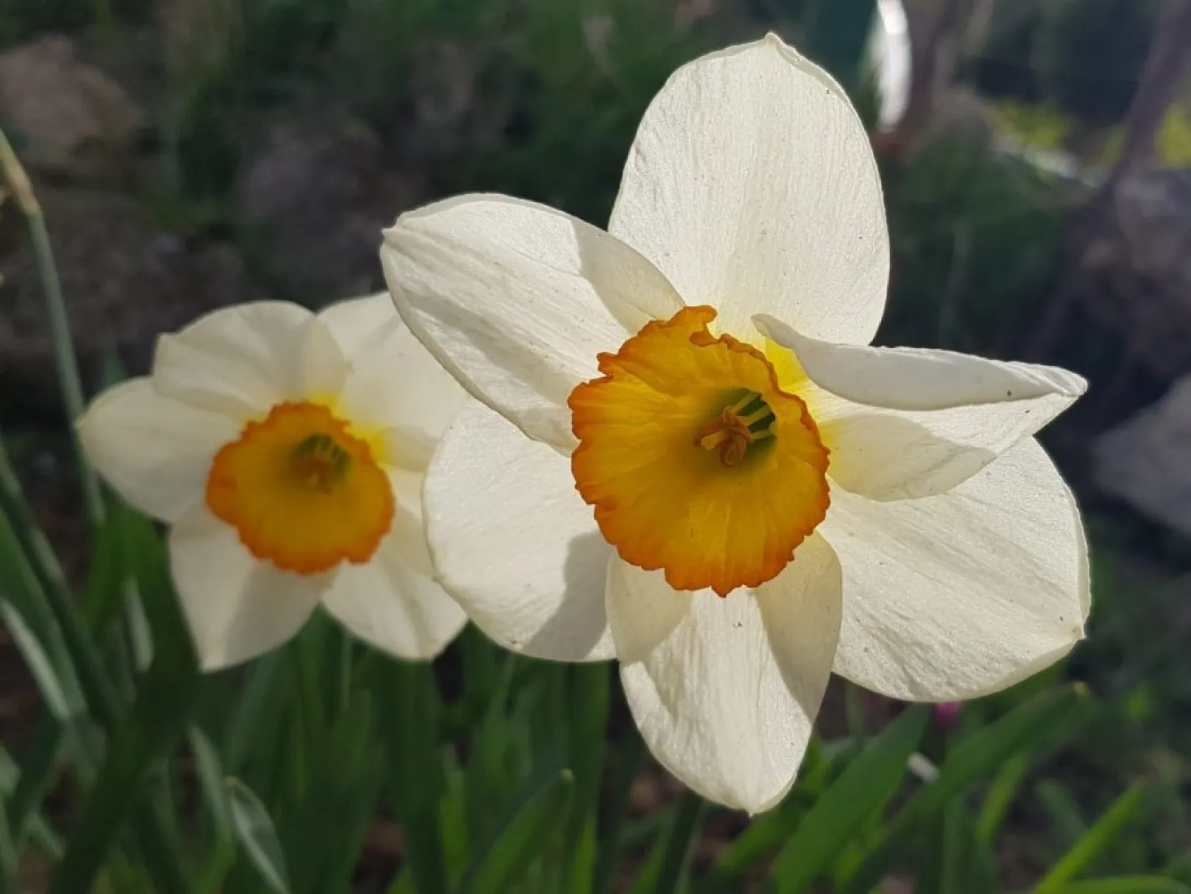 Baharın güzellikleri