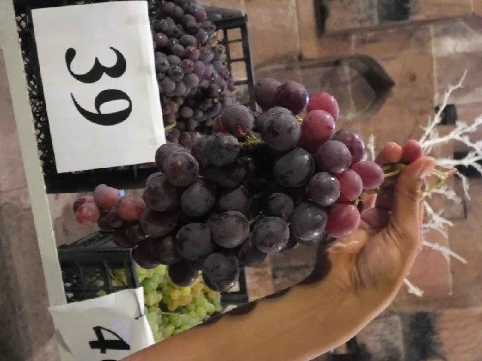 TARİHİ KERVANSARAY'DA ÜZÜM FESTİVALİ